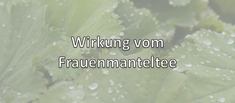 Frauenmanteltee Wirkung