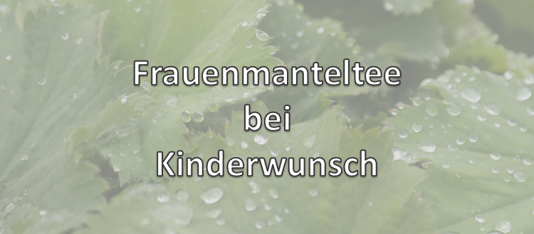 Frauenmanteltee bei Kinderwunsch
