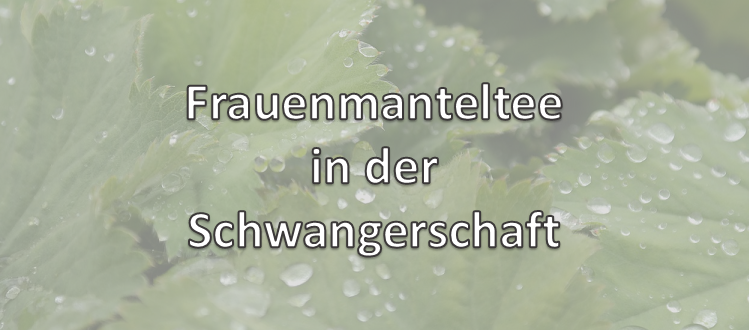 Frauenmanteltee in der Schwangerschaft