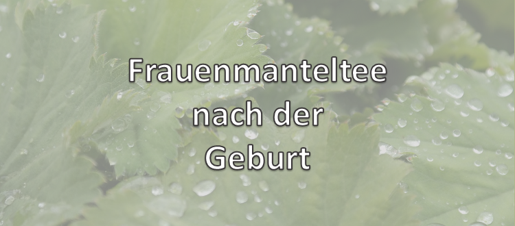 Frauenmanteltee nach der Geburt