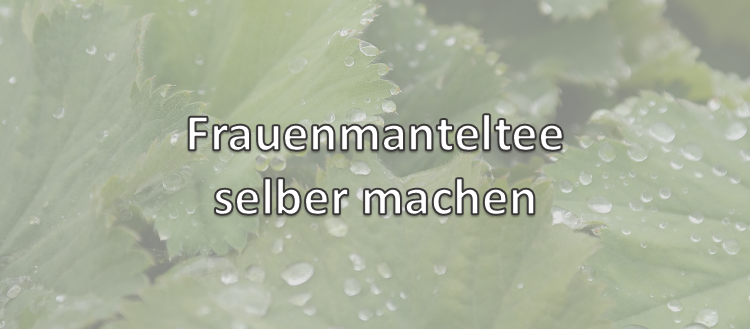 Frauenmanteltee selber machen