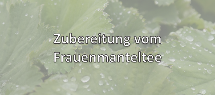 Frauenmanteltee Zubereitung